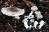  ( - HAY-F-002295)  @11 [ ] by-nc (2023) Thea Chesney Fungal Diversity Survey