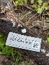  ( - FDS-CA-03632)  @11 [ ] by-nc (2024) Stu Pickell Fungal Diversity Survey
