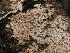  ( - FDS-CA-03634)  @11 [ ] by-nc (2024) Stu Pickell Fungal Diversity Survey