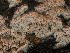  ( - FDS-CA-03634)  @11 [ ] by-nc (2024) Stu Pickell Fungal Diversity Survey