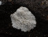  ( - FDS-CA-03632)  @11 [ ] by-nc (2024) Stu Pickell Fungal Diversity Survey