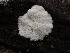  ( - FDS-CA-03632)  @11 [ ] by-nc (2024) Stu Pickell Fungal Diversity Survey