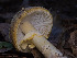 (Amanita augusta - FDS-CA-01435)  @11 [ ] by-nc (2024) Stu Pickell Fungal Diversity Survey