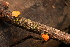  ( - FDS-CA-00432)  @11 [ ] by-nc (2024) Thea Chesney Fungal Diversity Survey