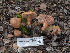  ( - FDS-CA-01437)  @11 [ ] by-nc (2024) Stu Pickell Fungal Diversity Survey