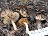  ( - FDS-CA-01439)  @11 [ ] by-nc (2024) Stu Pickell Fungal Diversity Survey