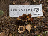  ( - FDS-CA-01440)  @11 [ ] by-nc (2024) Stu Pickell Fungal Diversity Survey