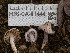  ( - FDS-CA-01444)  @11 [ ] by-nc (2024) Stu Pickell Fungal Diversity Survey