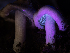  ( - FDS-CA-01444)  @11 [ ] by-nc (2024) Stu Pickell Fungal Diversity Survey