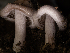  ( - FDS-CA-01444)  @11 [ ] by-nc (2024) Stu Pickell Fungal Diversity Survey