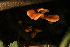  ( - FDS-CA-00433)  @11 [ ] by-nc (2024) Thea Chesney Fungal Diversity Survey