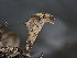  ( - FDS-CA-01440)  @11 [ ] by-nc (2024) Stu Pickell Fungal Diversity Survey