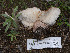  ( - FDS-CA-01461)  @11 [ ] by-nc (2024) Stu Pickell Fungal Diversity Survey
