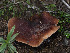  ( - FDS-CA-01461)  @11 [ ] by-nc (2024) Stu Pickell Fungal Diversity Survey