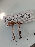  ( - FDS-CA-01308)  @11 [ ] by-nc (2024) Stu Pickell Fungal Diversity Survey