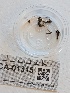  ( - FDS-CA-01315)  @11 [ ] by-nc (2024) Stu Pickell Fungal Diversity Survey