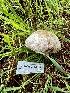  ( - FDS-CA-01898)  @11 [ ] by-nc (2024) Aaron Tupac Fungal Diversity Survey