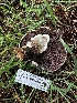  ( - FDS-CA-01898)  @11 [ ] by-nc (2024) Aaron Tupac Fungal Diversity Survey