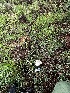  ( - FDS-CA-01898)  @11 [ ] by-nc (2024) Aaron Tupac Fungal Diversity Survey