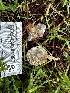  ( - FDS-CA-01897)  @11 [ ] by-nc (2024) Aaron Tupac Fungal Diversity Survey