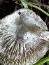  ( - FDS-CA-01897)  @11 [ ] by-nc (2024) Aaron Tupac Fungal Diversity Survey