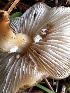  ( - FDS-CA-01897)  @11 [ ] by-nc (2024) Aaron Tupac Fungal Diversity Survey