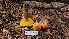  (Aureoboletus flaviporus - FDS-CA-03444)  @11 [ ] by-nc (2024) Fresno Mycology Society Fungal Diversity Survey