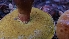  ( - FDS-CA-03444)  @11 [ ] by-nc (2024) Fresno Mycology Society Fungal Diversity Survey