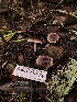  ( - FDS-CA-03230)  @11 [ ] by (2024) Justin Paulin Fungal Diversity Survey