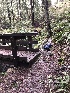  ( - FDS-CA-03231)  @11 [ ] by (2024) Justin Paulin Fungal Diversity Survey