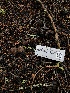  ( - FDS-CA-03232)  @11 [ ] by (2024) Justin Paulin Fungal Diversity Survey
