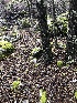  ( - FDS-CA-03233)  @11 [ ] by (2024) Justin Paulin Fungal Diversity Survey