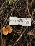  ( - FDS-CA-03235)  @11 [ ] by (2024) Justin Paulin Fungal Diversity Survey