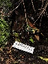  ( - FDS-CA-03237)  @11 [ ] by (2024) Justin Paulin Fungal Diversity Survey