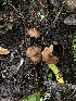  ( - FDS-CA-03239)  @11 [ ] by (2024) Justin Paulin Fungal Diversity Survey