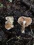  ( - FDS-CA-03241)  @11 [ ] by (2024) Justin Paulin Fungal Diversity Survey