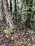  ( - FDS-CA-03241)  @11 [ ] by (2024) Justin Paulin Fungal Diversity Survey