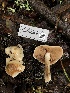  ( - FDS-CA-03241)  @11 [ ] by (2024) Justin Paulin Fungal Diversity Survey