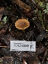  ( - FDS-CA-03242)  @11 [ ] by (2024) Justin Paulin Fungal Diversity Survey