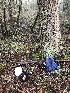  ( - FDS-CA-03242)  @11 [ ] by (2024) Justin Paulin Fungal Diversity Survey