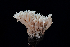  ( - FDS-CA-03450)  @11 [ ] by-nc (2024) Fresno Mycology Society Fungal Diversity Survey