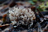  ( - FDS-CA-03450)  @11 [ ] by-nc (2024) Fresno Mycology Society Fungal Diversity Survey