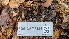  (Helvella sp. CA08 - FDS-CA-03451)  @11 [ ] by-nc (2024) Fresno Mycology Society Fungal Diversity Survey