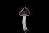  ( - FDS-CA-03451)  @11 [ ] by-nc (2024) Fresno Mycology Society Fungal Diversity Survey