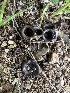  ( - FDS-CA-01023)  @11 [ ] by-nc (2024) Bat Vardeh Fungal Diversity Survey