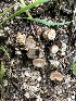  ( - FDS-CA-01023)  @11 [ ] by-nc (2024) Bat Vardeh Fungal Diversity Survey
