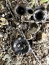  ( - FDS-CA-01023)  @11 [ ] by-nc (2024) Bat Vardeh Fungal Diversity Survey