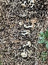  ( - FDS-CA-01029)  @11 [ ] by-nc (2024) Bat Vardeh Fungal Diversity Survey
