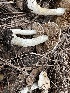  ( - FDS-CA-01029)  @11 [ ] by-nc (2024) Bat Vardeh Fungal Diversity Survey