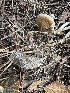  ( - FDS-CA-01029)  @11 [ ] by-nc (2024) Bat Vardeh Fungal Diversity Survey